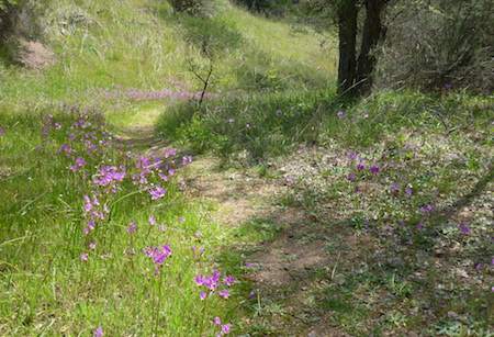 North Flowery Trail